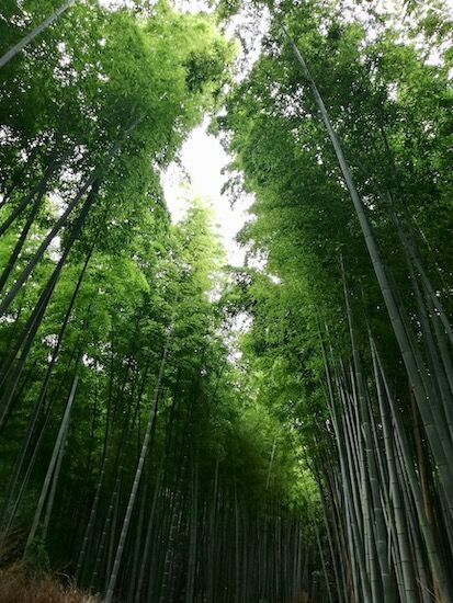 f:id:crycat3:20200722205008j:plain