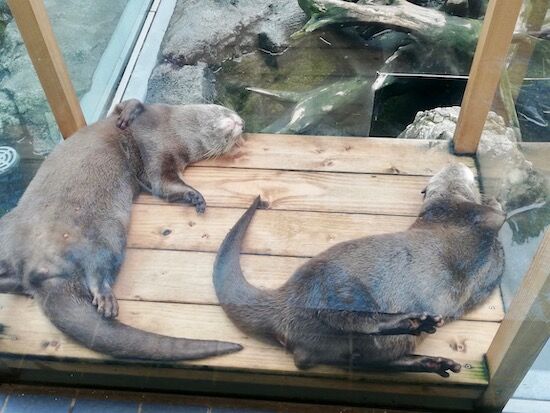 f:id:crycat3:20200709155354j:plain