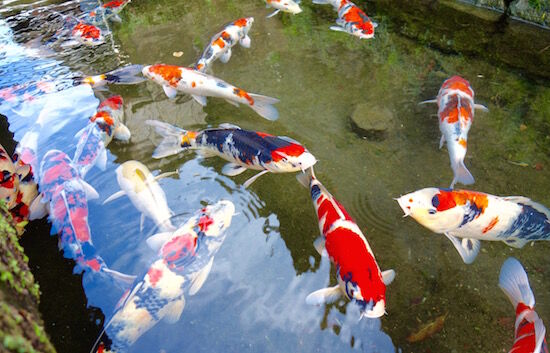 f:id:crycat3:20180907221347j:plain