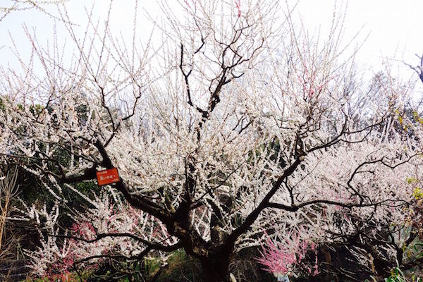 f:id:crycat3:20170330214227j:plain