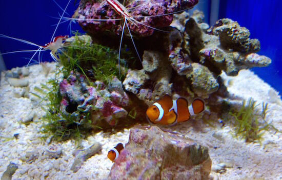 f:id:crycat3:20170801213559j:plain