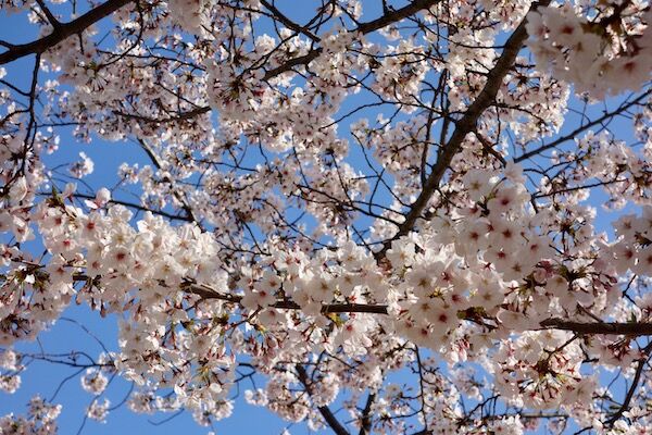 f:id:crycat3:20190409203803j:plain