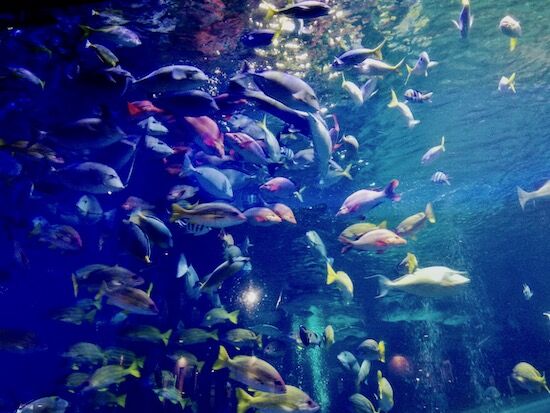 f:id:crycat3:20200709155205j:plain