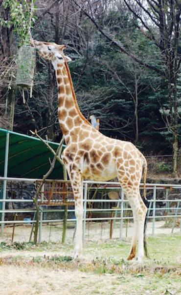 f:id:crycat3:20170330221201j:plain