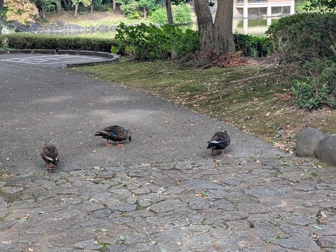 PXL_20251010_050928695