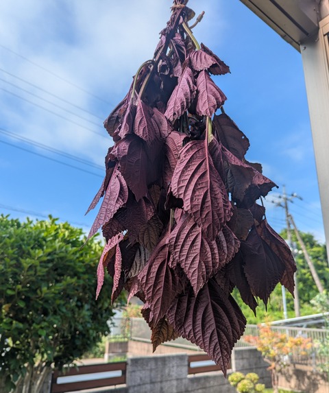 PXL_20250621_224847134~2