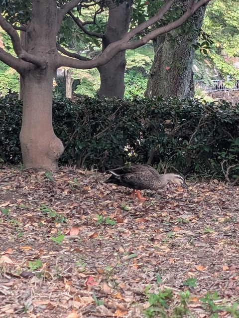 PXL_20251010_051009958