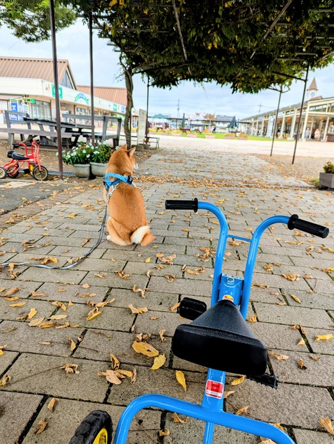 PXL_20251005_020439373~2