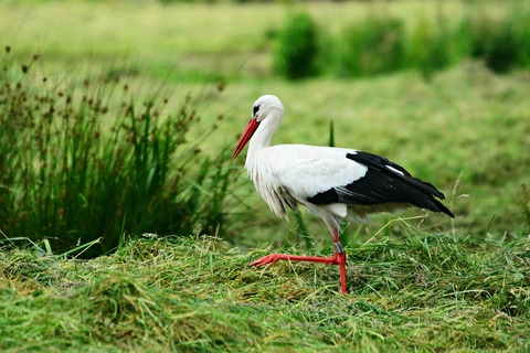 stork-4300368_960_720