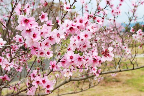1553854865_photo
