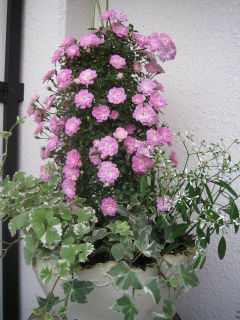 Crystaltakaraのブログ ミニバラの寄せ植え Crystaltakaraのブログ ミニバラの寄せ植え