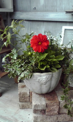 Crystaltakaraのブログ ダリアのミニ寄せ植え クレマチスの寄せ植え Crystaltakaraのブログ ダリアのミニ寄せ植え クレマチスの寄せ植え