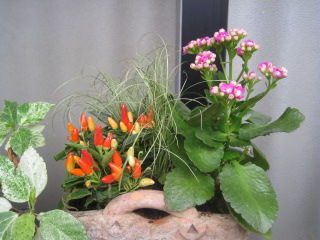 Crystaltakaraのブログ カランコエのミニ寄せ植え Crystaltakaraのブログ カランコエのミニ寄せ植え
