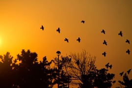 夕暮れの鳥