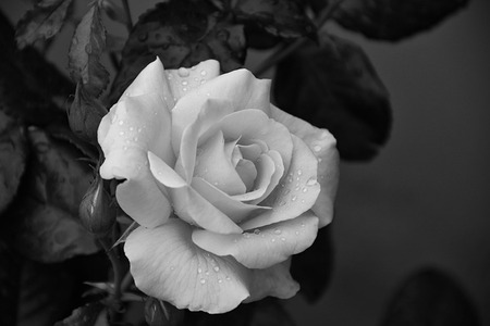 flower-4280322_640