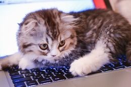 ＰＣ猫