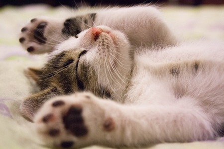 animal-cat-face-close-up-416160