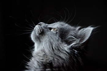 cat-4977436_640