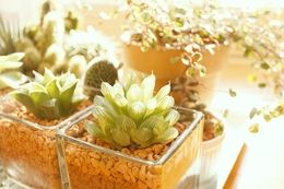 植物