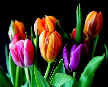 flowers-429041_640 (1)