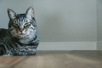 NEKOIMG_7776