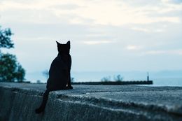 猫背