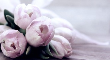 tulips-4072214_640 (1)