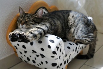 cat-2360863_640