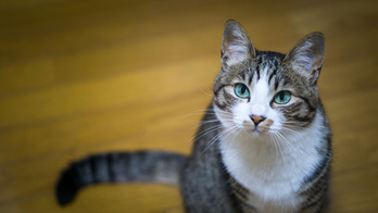 tomcatDSC08425_TP_V