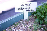 みつば１半分