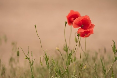poppy-5261596_1280