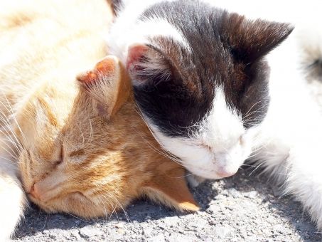 猫