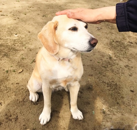 撫でられる犬