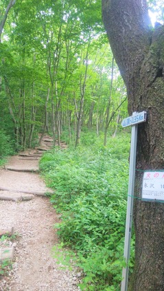 水沢山登山道4