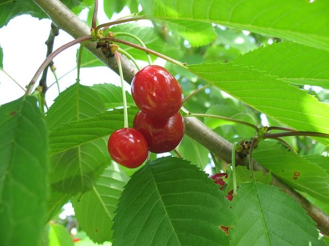 あらゆる病を癒す植物の育て方 種 有機種子に出会う 実験準備 地球旅行 あらゆる病を癒す植物の育て方 種 有機種子に出会う 実験準備 地球旅行