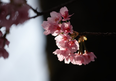 桜15