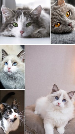 Pastel Collage Cat Instagram Story
