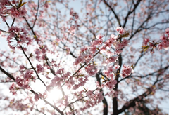 桜230