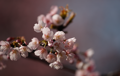 桜4