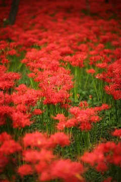 まんげしゃじゅ