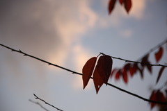 2I9R1758