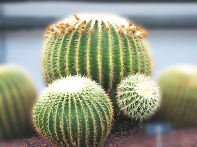 一人でいるのが好き 人といるのが嫌 ということではないのです 心理カウンセラー 大門昌代オフィシャルブログ