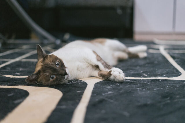 cat9302336_TP_V4
