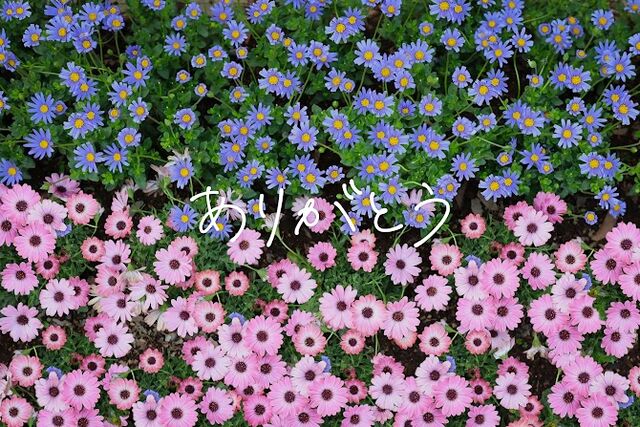 thanku-13