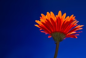 daisy on blue