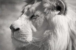 white-lion-2818954__340