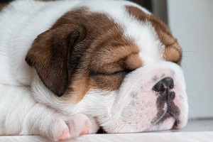 dog-gd5fd18f60_640
