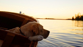 dog-4244618_1280