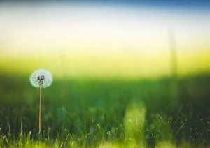 bloom-1851461__340