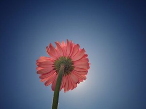 flower-2149640__340